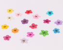 20pcs Dried Pressed Flowers, Handmade resin material Real Dried Pressed Flower, Natural Daffodil Five Leaf Daffy Flowers 6-8mm