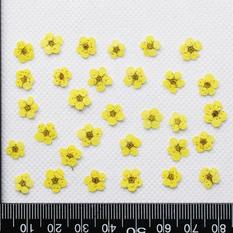 100pcs Dried Pressed Flowers, Handmade resin material Real Dried Pressed Flower, Natural Daffodil Five Leaf Daffy Flowers 6-8mm