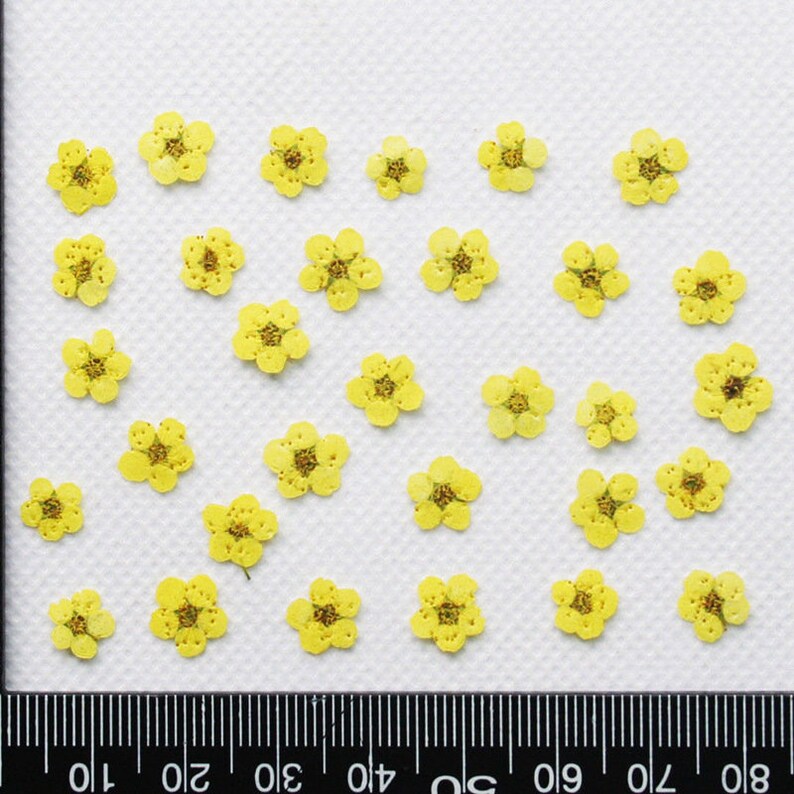 20pcs Dried Pressed Flowers, Handmade resin material Real Dried Pressed Flower, Natural Daffodil Five Leaf Daffy Flowers 6-8mm