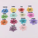 100pcs/pack Queen Annes Lace Dried Pressed Flowers, Handmade Crafting Genuine Botanical Jewelry