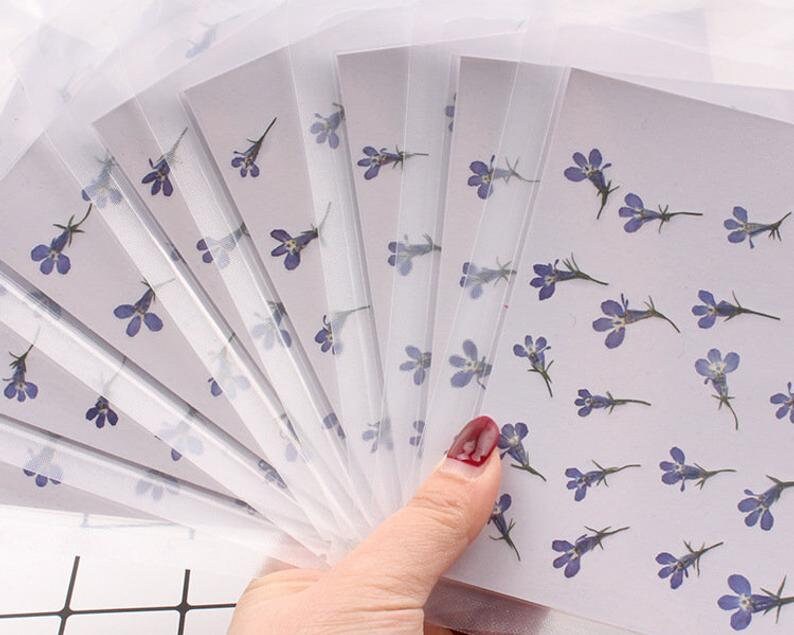 20pcs/pack Pressed Dried Flowers, Real flower, Lobelia Erinus for Handmade Crafting Genuine Botanical Jewelry