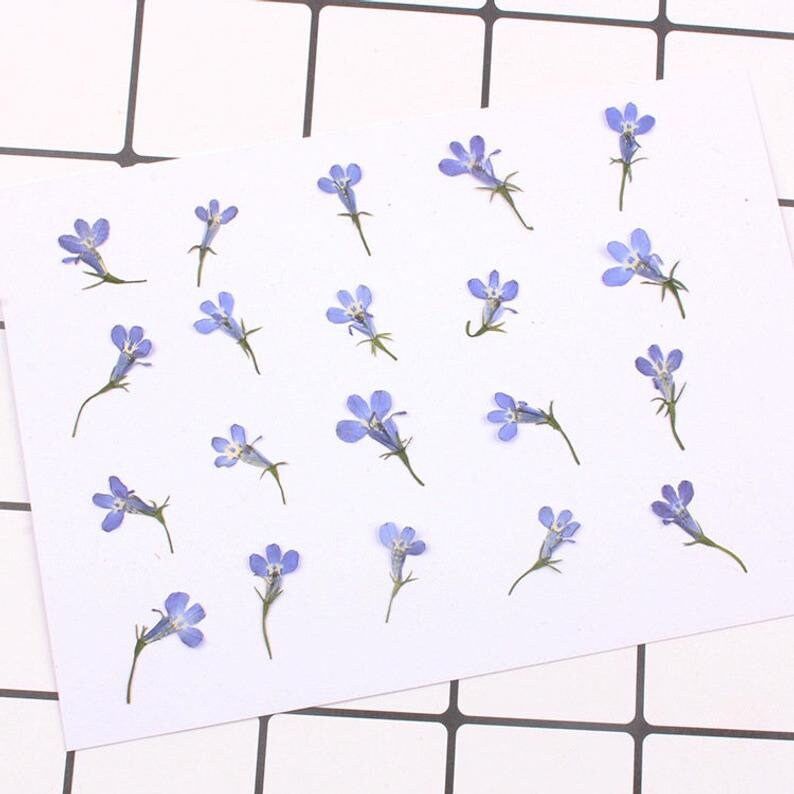 20pcs/pack Pressed Dried Flowers, Real flower, Lobelia Erinus for Handmade Crafting Genuine Botanical Jewelry