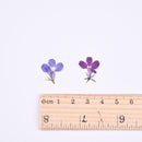 20pcs/pack Pressed Dried Flowers, Real flower, Lobelia Erinus for Handmade Crafting Genuine Botanical Jewelry