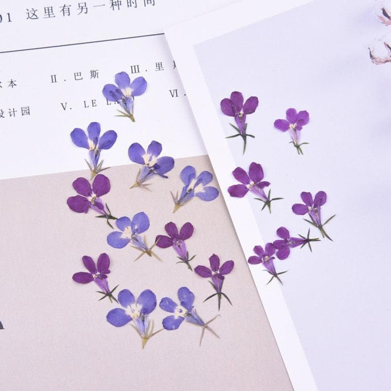 20pcs/pack Pressed Dried Flowers, Real flower, Lobelia Erinus for Handmade Crafting Genuine Botanical Jewelry