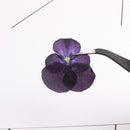 12pcs/pack real Dried Pansy Flower Natural Pressed Flower