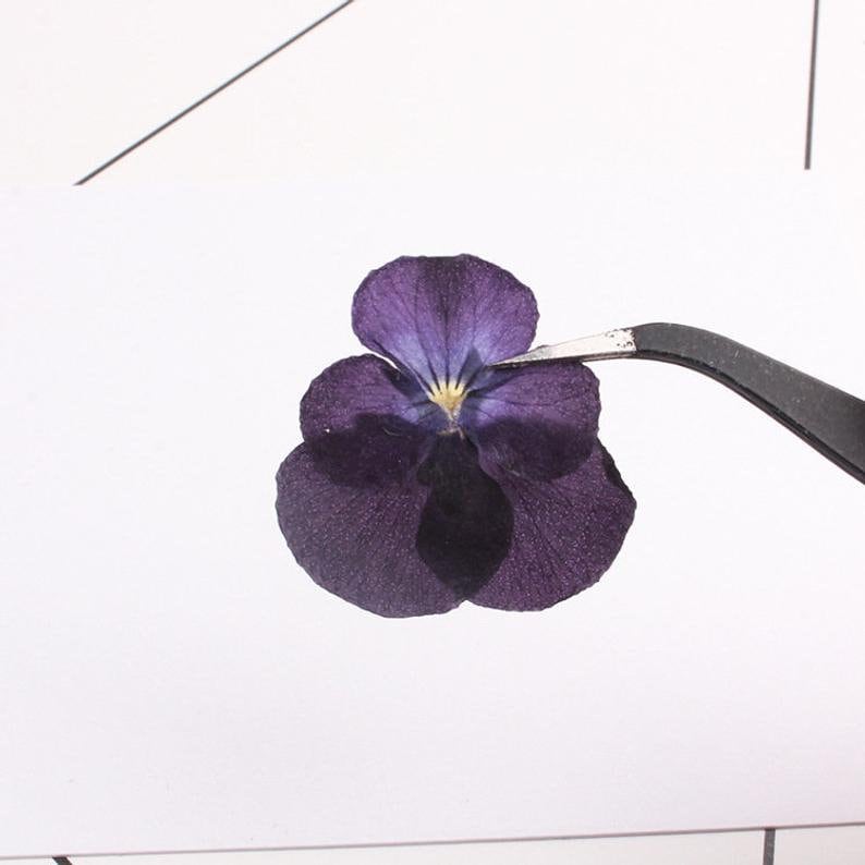 12pcs/pack real Dried Pansy Flower Natural Pressed Flower