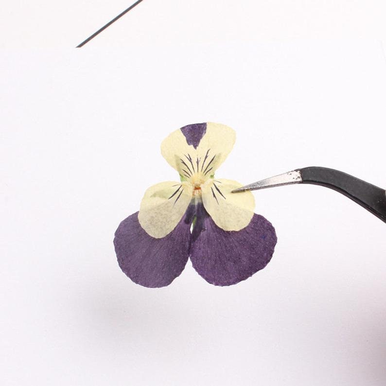 12pcs/pack real Dried Pansy Flower Natural Pressed Flower