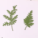 12pcs/pack Natural real Dried Pine Leaf Branch DIY Plant Specimens Pressed, Herbarium Jewelry Making Filler Handmade Material 6-7cm