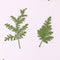 12pcs/pack Natural real Dried Pine Leaf Branch DIY Plant Specimens Pressed, Herbarium Jewelry Making Filler Handmade Material 6-7cm