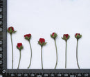 8pcs/pack Real rose flowers, Rose Flowers Dried Pressed Flowers