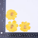 6pcs Dried Yellow Cosmos Flower, Real flower Chrysanthemum Pressed Flower Petal for Handmade Crafting Genuine Botanical Jewelry