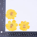 6pcs Dried Yellow Cosmos Flower, Real flower Chrysanthemum Pressed Flower Petal for Handmade Crafting Genuine Botanical Jewelry