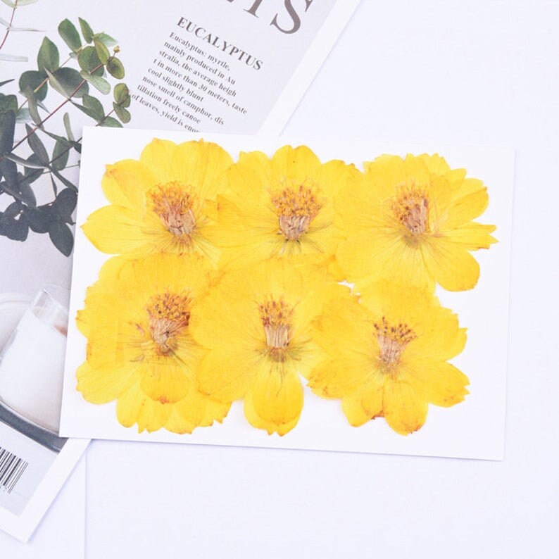 6pcs Dried Yellow Cosmos Flower, Real flower Chrysanthemum Pressed Flower Petal for Handmade Crafting Genuine Botanical Jewelry