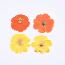 6pcs Dried Yellow Cosmos Flower, Real flower Chrysanthemum Pressed Flower Petal for Handmade Crafting Genuine Botanical Jewelry