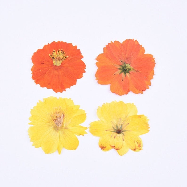 6pcs Dried Yellow Cosmos Flower, Real flower Chrysanthemum Pressed Flower Petal for Handmade Crafting Genuine Botanical Jewelry