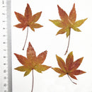 10pcs/pack Natural Dried Maple Leaf Real Leaves Specimens DIY Plant Leaves Herbarium Decor Craft Handmade Material