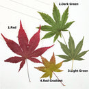 10pcs/pack Natural Dried Maple Leaf Real Leaves Specimens DIY Plant Leaves Herbarium Decor Craft Handmade Material