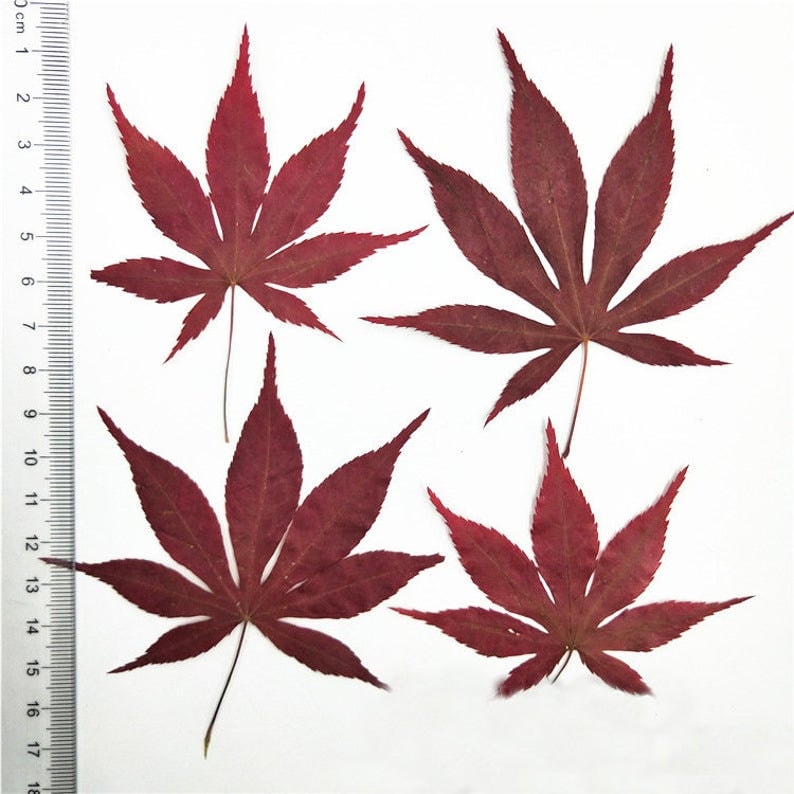 10pcs/pack Natural Dried Maple Leaf Real Leaves Specimens DIY Plant Leaves Herbarium Decor Craft Handmade Material