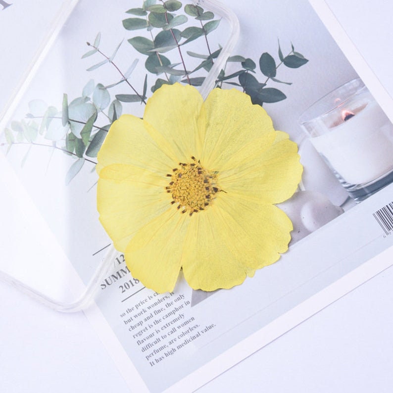 10pcs real Garden Cosmos Flowers Dried Pressed Bipinnatus Natural Large Flower