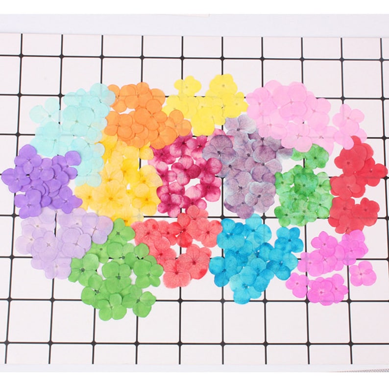 12pcs Hydrangea real dried flower pressed flower, embossed plant specimen, epoxy dried flower