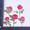 6pcs Dried flower rose, real dried flower pressed flower, embossed plant specimen