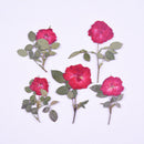 6pcs Dried flower rose, real dried flower pressed flower, embossed plant specimen