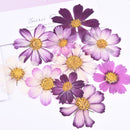 5pcs real dried flower pressed flower, embossed plant specimen