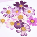 5pcs real dried flower pressed flower, embossed plant specimen