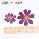 5pcs real dried flower pressed flower, embossed plant specimen