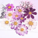 5pcs real dried flower pressed flower, embossed plant specimen