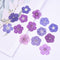 5pcs real dried flower pressed flower, embossed plant specimen