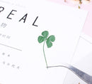 12pcs real Four leaf clover dried flower pressed flower, embossed plant specimen