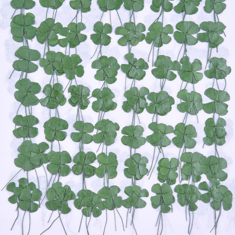 12pcs real Four leaf clover dried flower pressed flower, embossed plant specimen