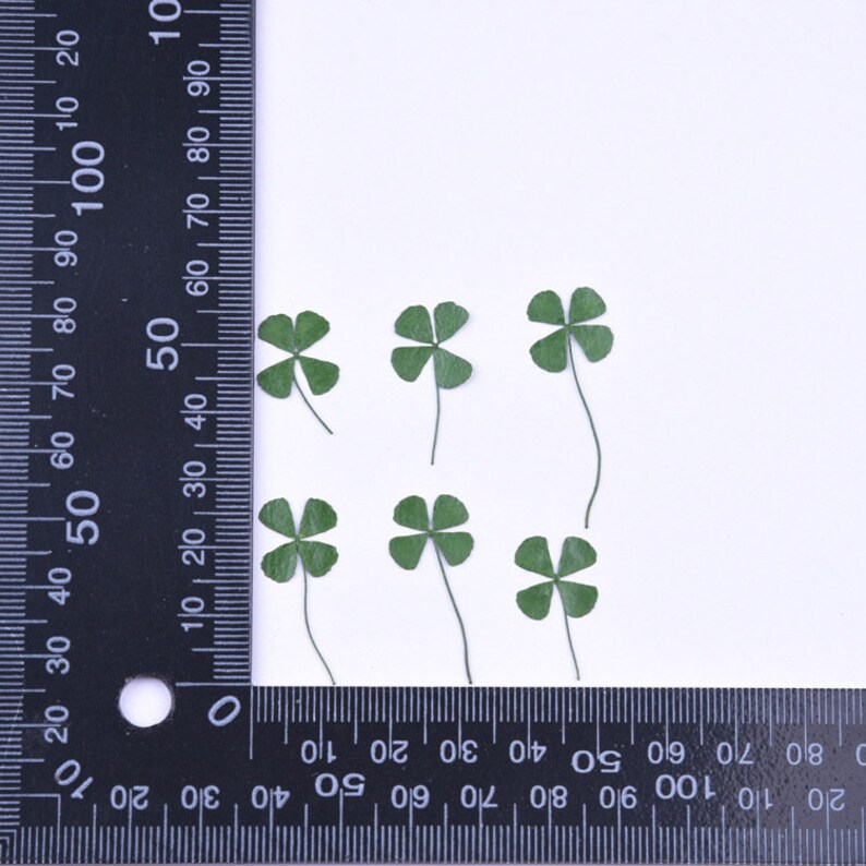 12pcs real Four leaf clover dried flower pressed flower, embossed plant specimen