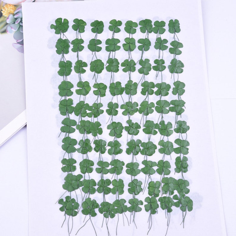 12pcs real Four leaf clover dried flower pressed flower, embossed plant specimen