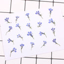 20pcs real dried flower pressed flower, embossed plant specimen