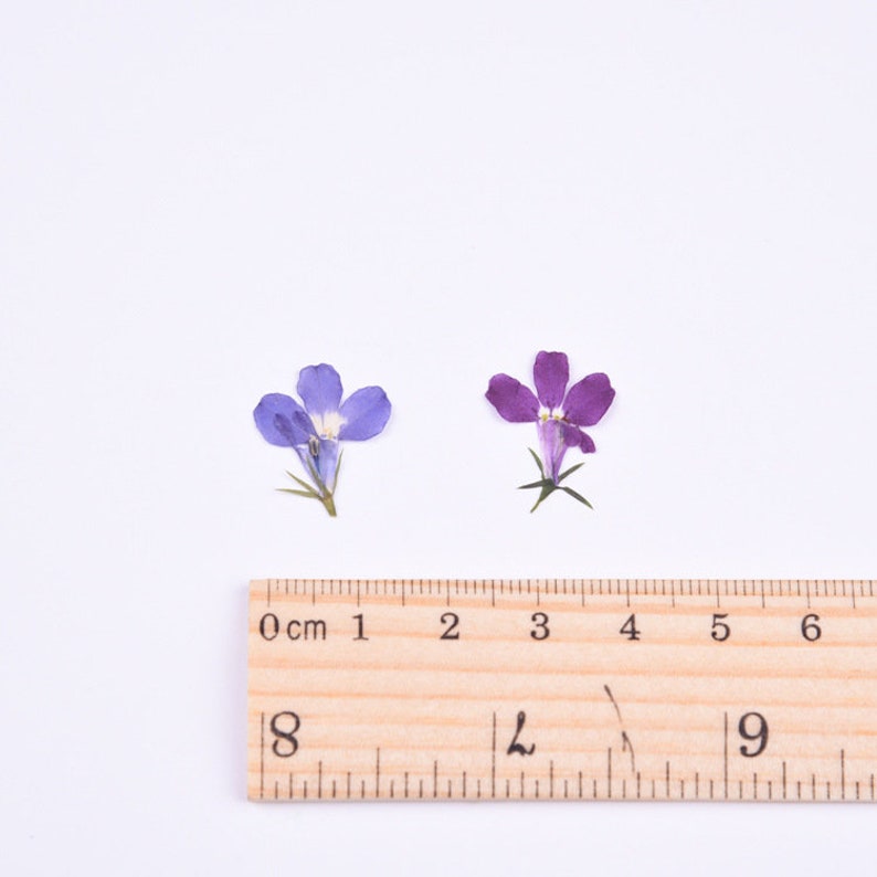 20pcs real dried flower pressed flower, embossed plant specimen