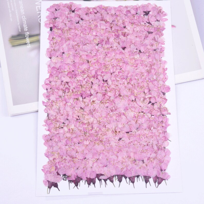 12pcs real Cherry blossoms dried flower pressed flower, embossed plant specimen