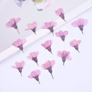 12pcs real Cherry blossoms dried flower pressed flower, embossed plant specimen