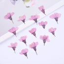 12pcs real Cherry blossoms dried flower pressed flower, embossed plant specimen