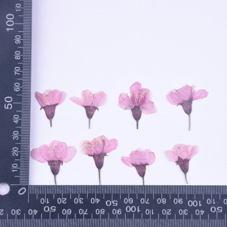 12pcs real Cherry blossoms dried flower pressed flower, embossed plant specimen