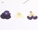 12pcs real Sweet pansy Cherry blossoms dried flower pressed flower, embossed plant specimen