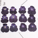 12pcs real Sweet pansy Cherry blossoms dried flower pressed flower, embossed plant specimen