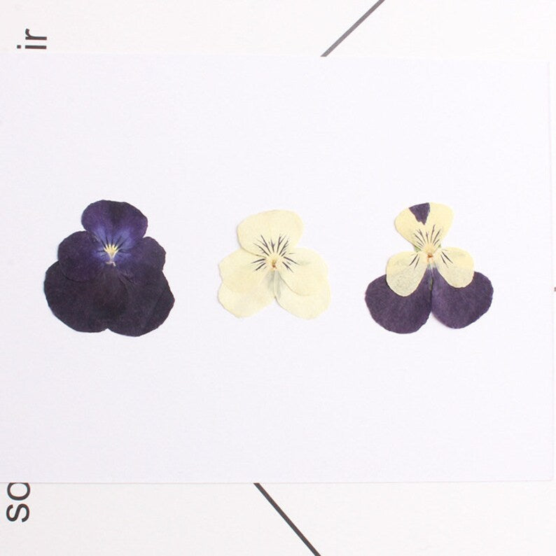 12pcs real Sweet pansy Cherry blossoms dried flower pressed flower, embossed plant specimen