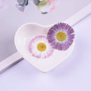 12pcs Daisy dried flower pressed flower,Real flower, embossed plant specimen