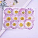 12pcs Daisy dried flower pressed flower,Real flower, embossed plant specimen