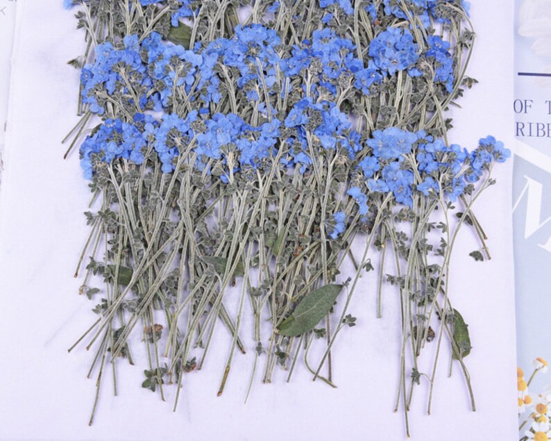 50pcs Forget-me-not dried flowers, real forget-me-not pressed flowers