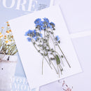 50pcs Forget-me-not dried flowers, real forget-me-not pressed flowers