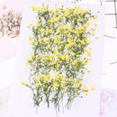 8pcs Gypsophila, dry flower pressed flower, dried flower