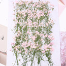 8pcs Gypsophila, dry flower pressed flower, dried flower